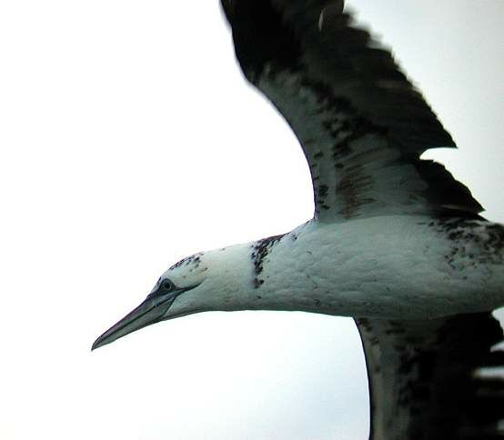 Northern Gannet