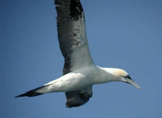 Northern Gannet