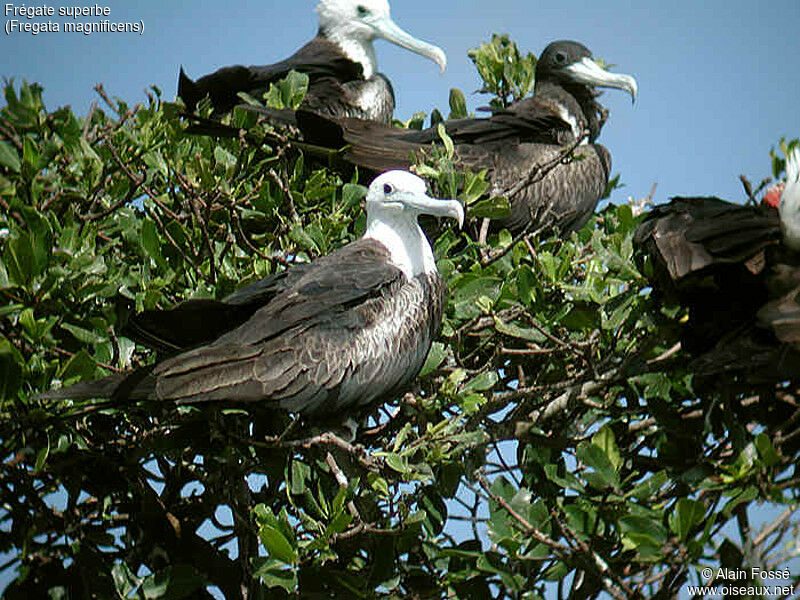 Magnificent Frigatebird