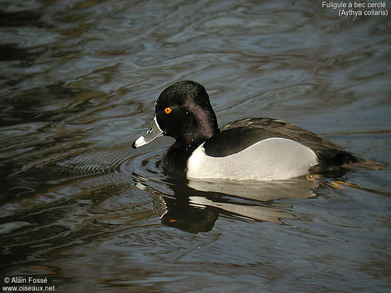 Ring-necked Duck