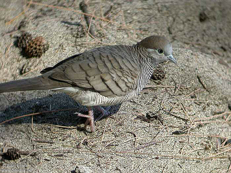 Zebra Dove