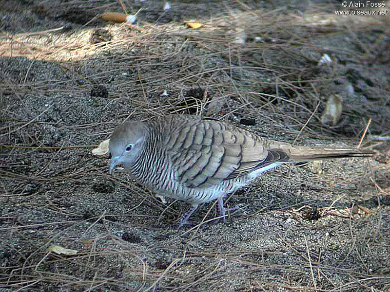 Zebra Dove