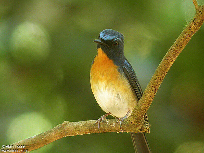 Chinese Blue Flycatcheradult