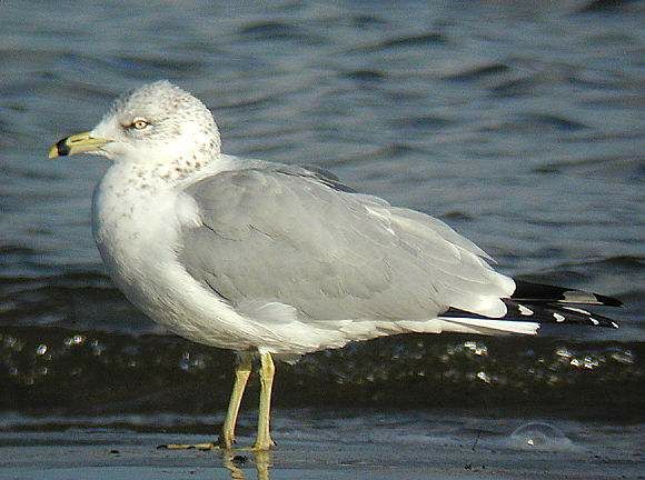 Ring-billed Gull