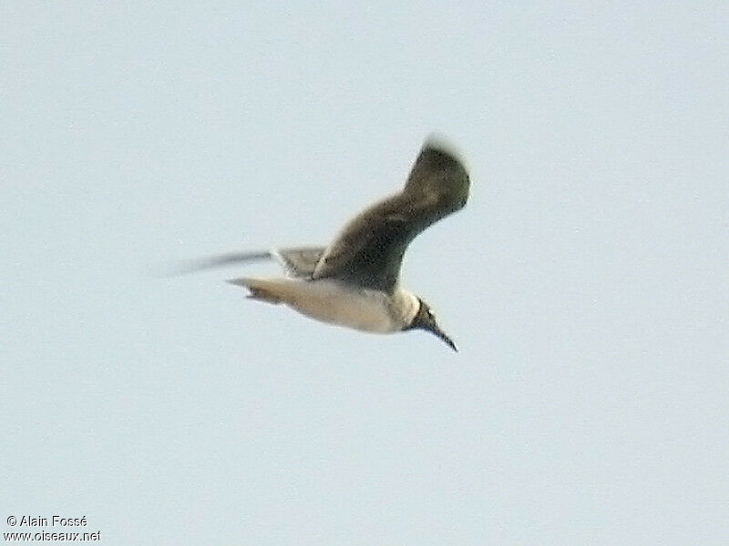 White-eyed Gull