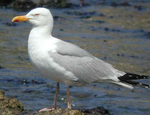 European Herring Gull