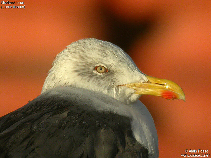 Lesser Black-backed Gull