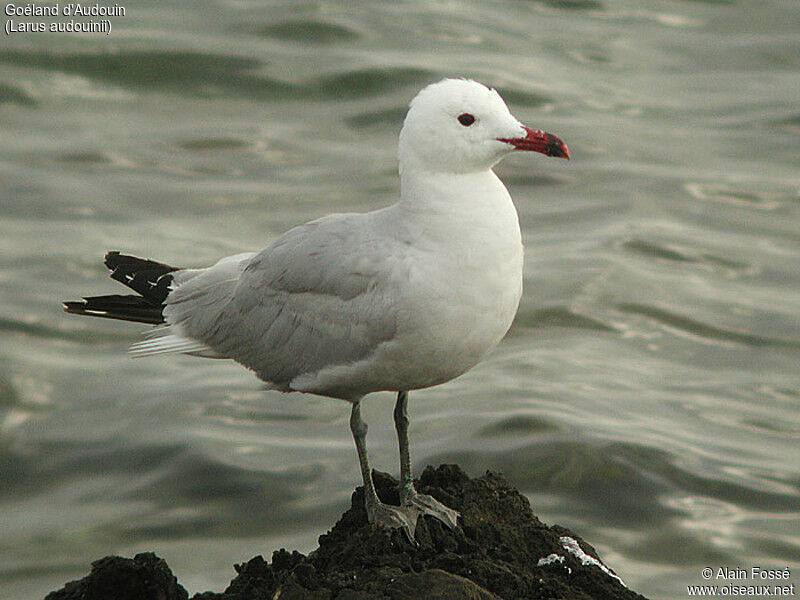 Audouin's Gull