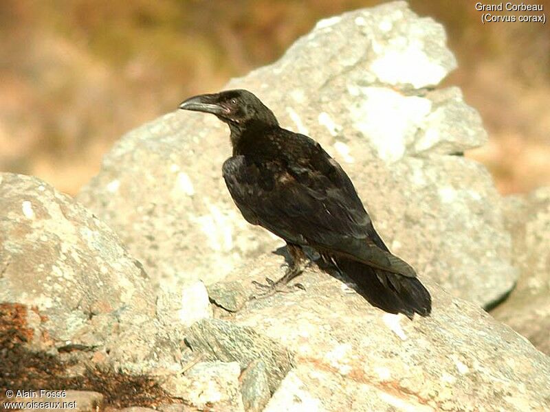 Northern Raven