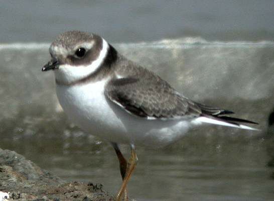 Common Ringed Plover