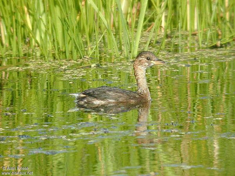 Little Grebe