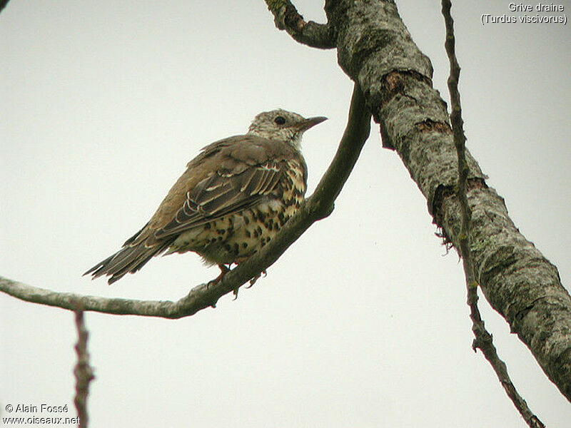 Mistle Thrush