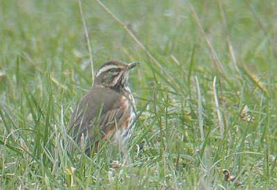 Redwing