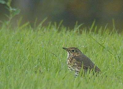 Song Thrush