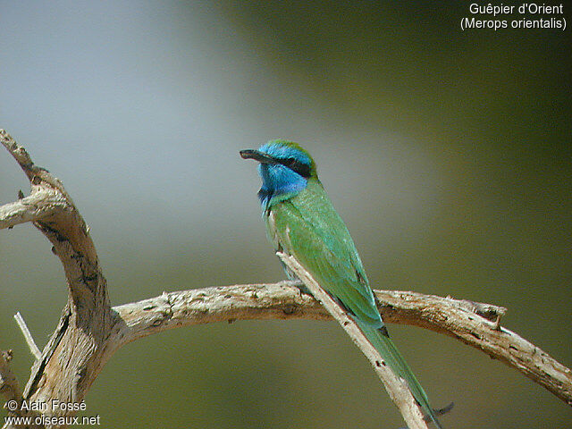 Asian Green Bee-eater