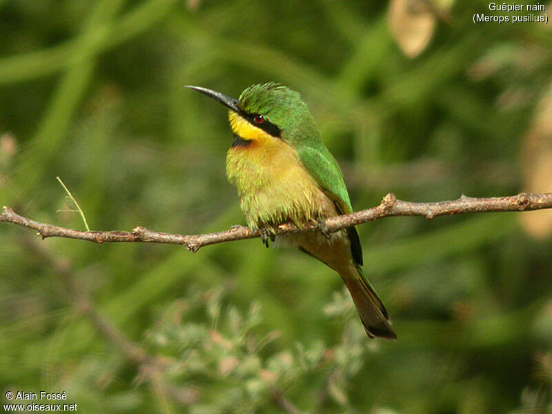 Little Bee-eater