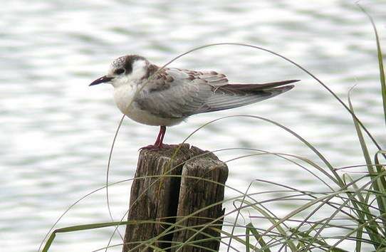 Whiskered Tern