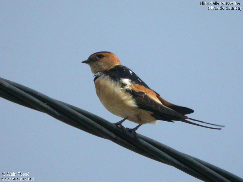 Red-rumped Swallow