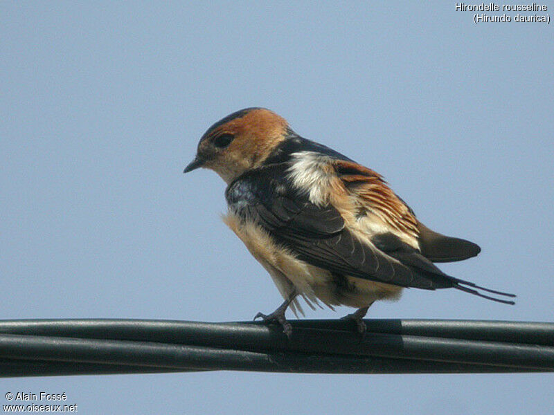 Red-rumped Swallow