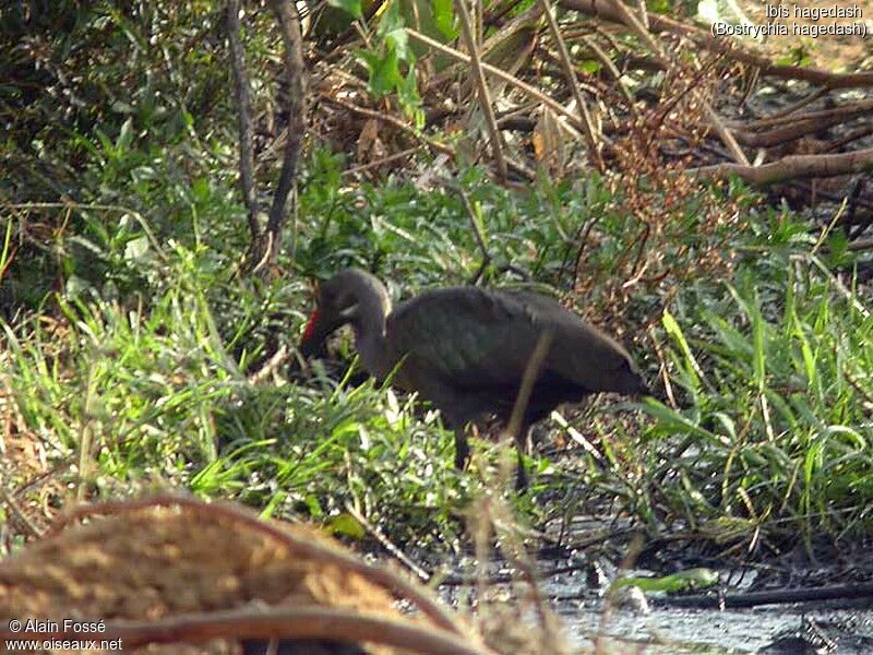 Hadada Ibis