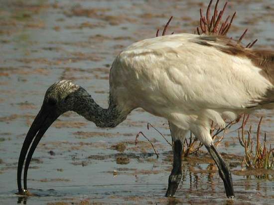 African Sacred Ibis