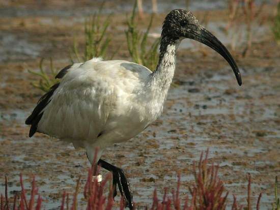 African Sacred Ibis