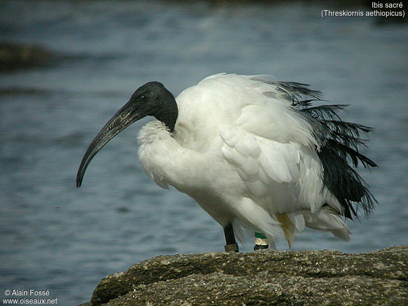 African Sacred Ibis