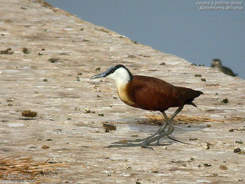 Jacana à poitrine dorée