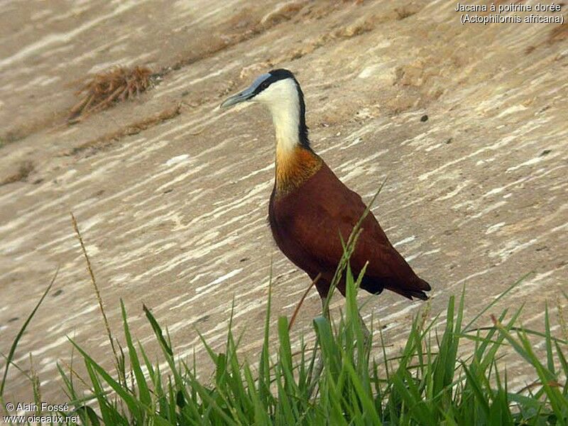 Jacana à poitrine dorée