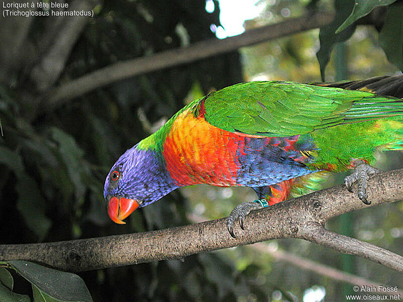 Coconut Lorikeet