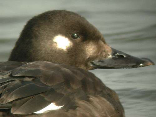 Velvet Scoter