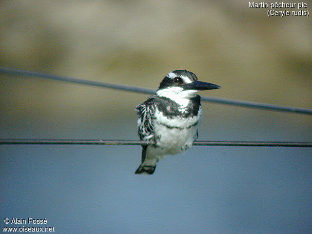 Pied Kingfisher