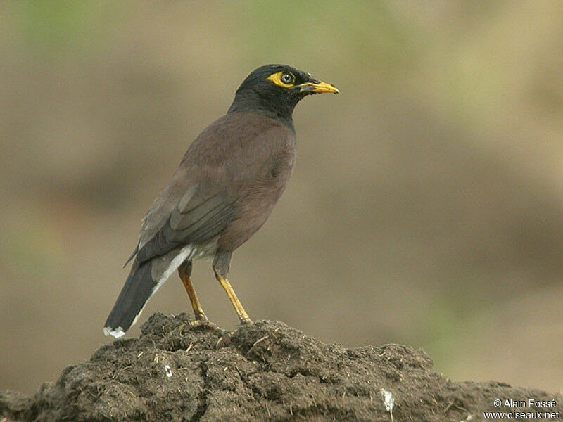 Common Myna