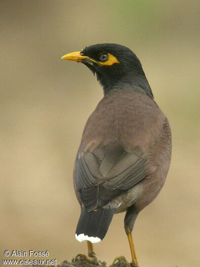 Common Myna