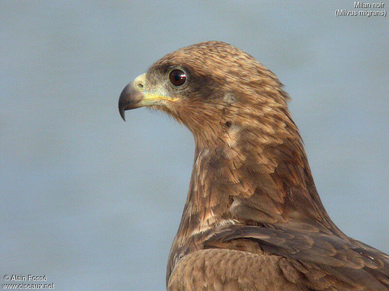 Black Kite