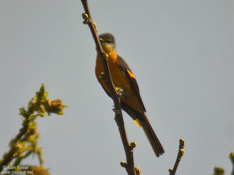 Minivet rouge