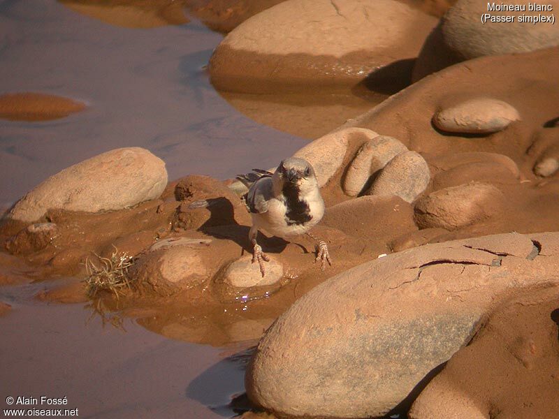 Desert Sparrow