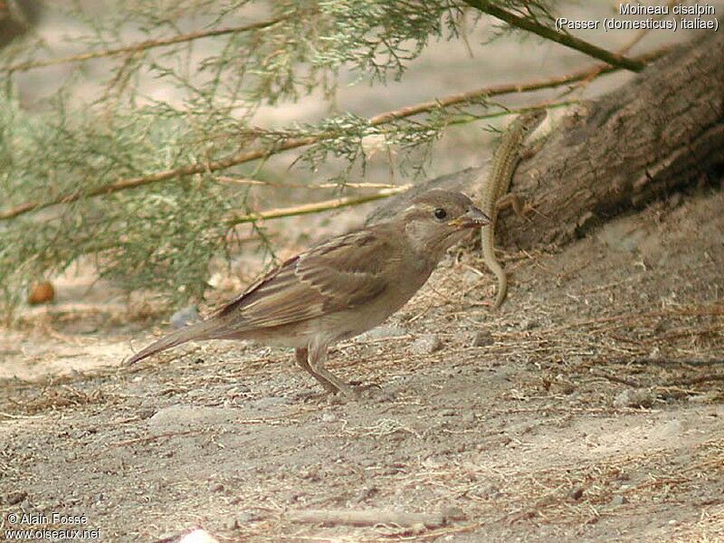 Moineau cisalpin