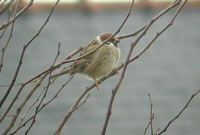 Eurasian Tree Sparrow