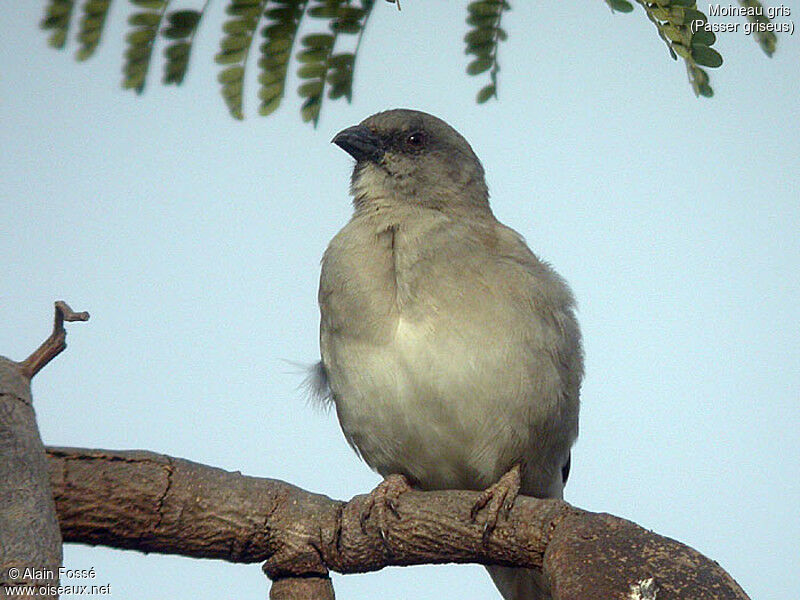 Moineau gris