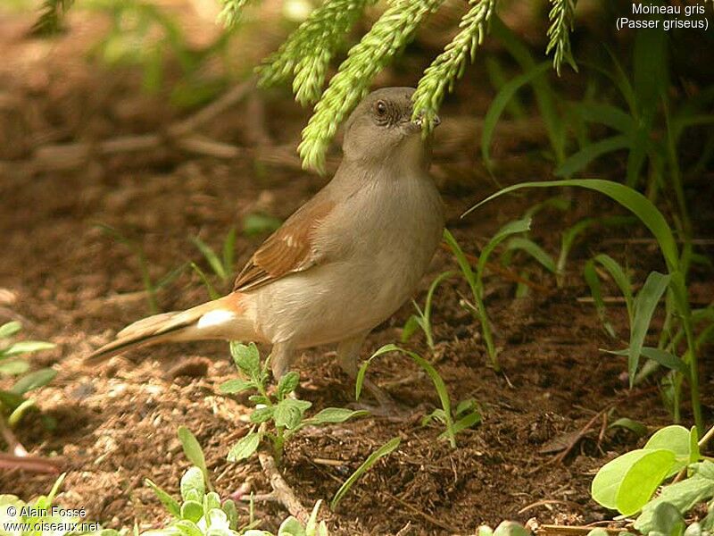 Moineau gris