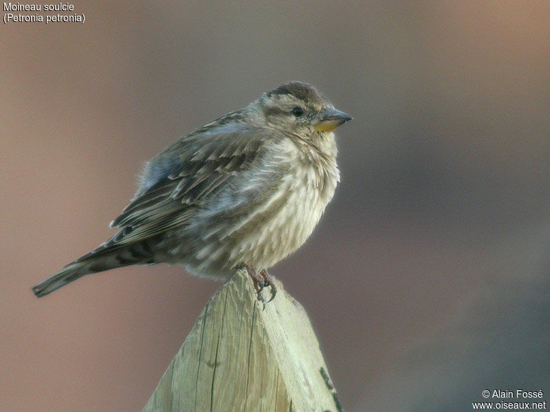 Rock Sparrow