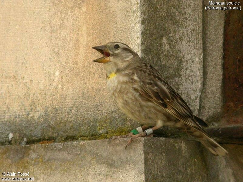 Rock Sparrow