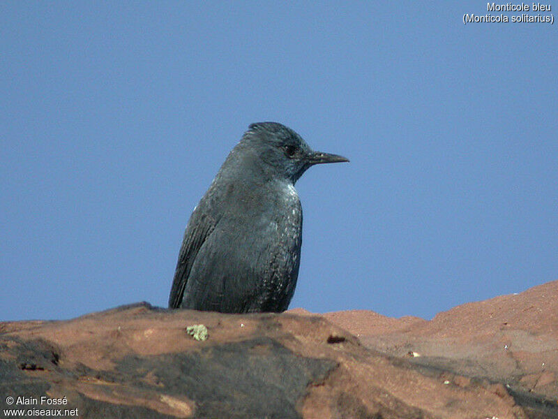 Blue Rock Thrush