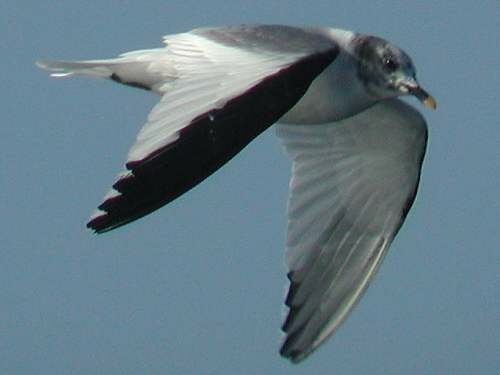 Sabine's Gull