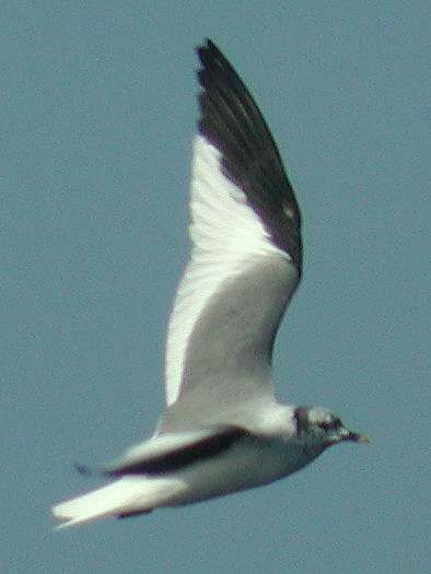 Mouette de Sabine