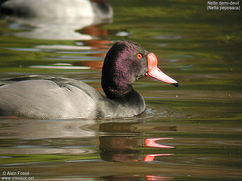 Rosy-billed Pochard