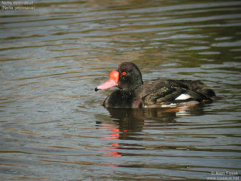 Rosy-billed Pochard