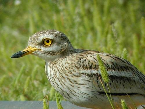 Eurasian Stone-curlew