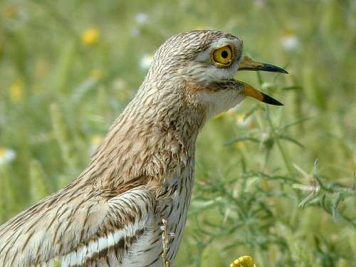 Eurasian Stone-curlew